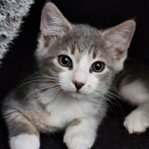 Phantom ^^Dandy Cat Rescue^^