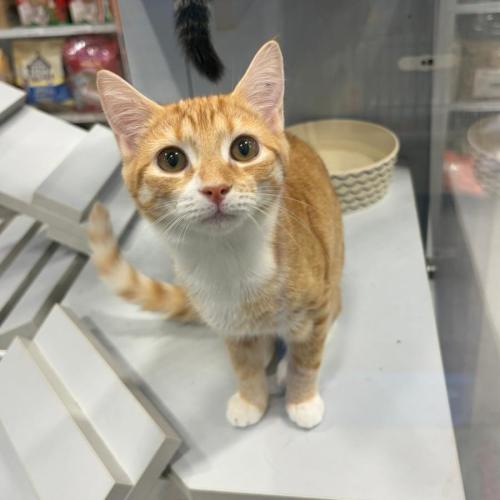 No photo for Tabasco