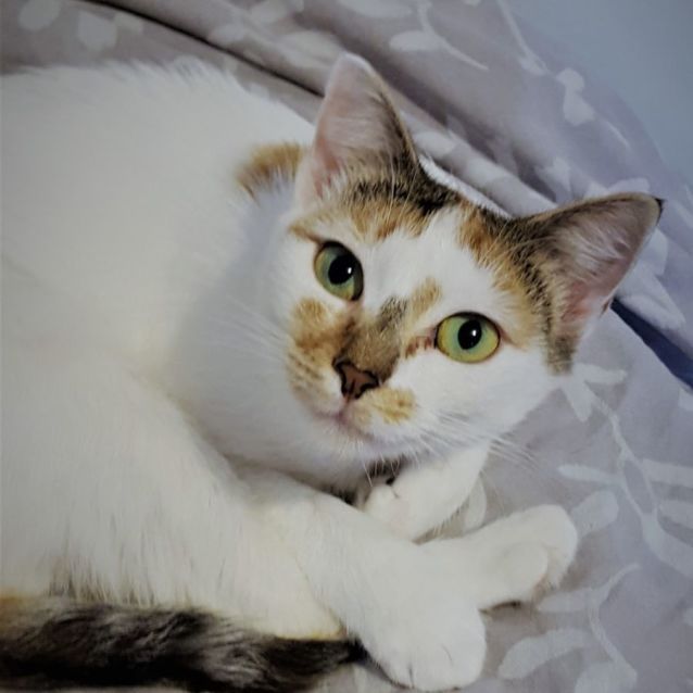 Photo of Yuki ^^Dandy Cat Rescue^^