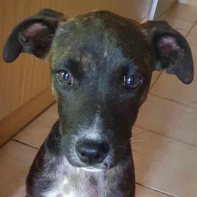Photo of Sweetie