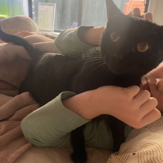 Photo of Lilac Meet Me At Petstock Dandenong Store 