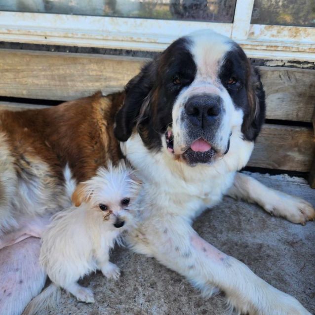 Photo of Penrith  Saint Bernard