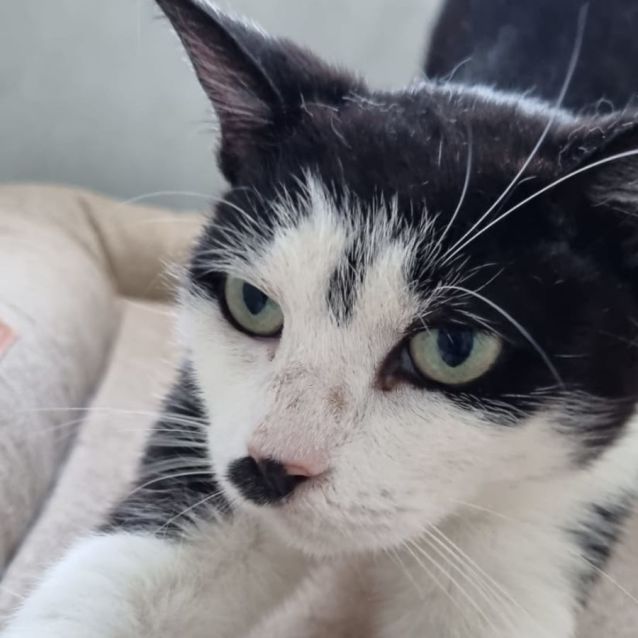 Photo of Pixel