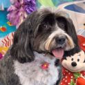 Photo of Tippy