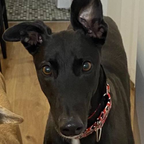 Danni, the greyhound