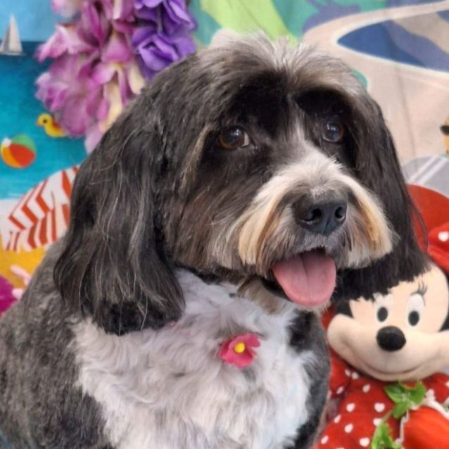 Photo of Tippy