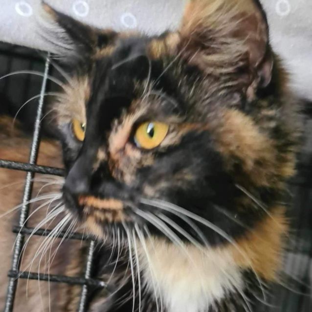 Photo of Molly