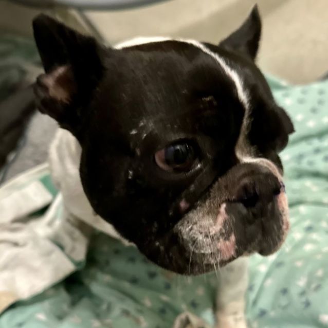 Photo of Jelly   The Frenchie