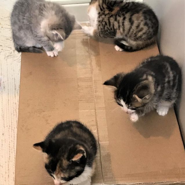 Photo of Phantom ^^Dandy Cat Rescue^^