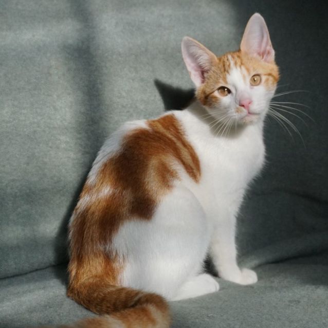 Photo of Berlioz