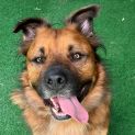 Photo of Diesel 7 Year Old Shepherd X Corgi