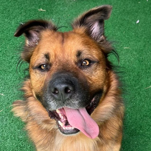 Photo of Diesel   7 Year Old Shepherd X Corgi 