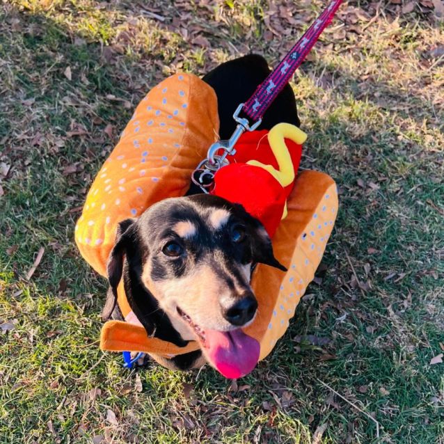 Photo of Ruby ❤️ Mini Dachshund (Trial 4/11/23)