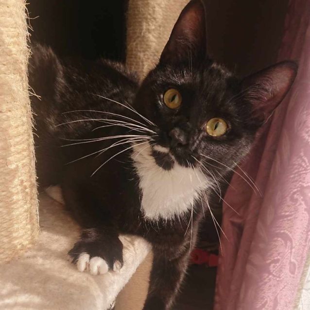 Photo of Wendy **2nd Chance Cat Rescue**