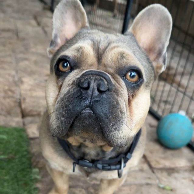 Photo of Chewy & Cookie