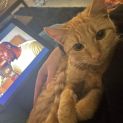 Photo of Goldie