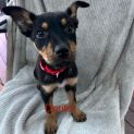 Photo of Dorito