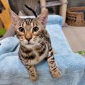 Photo of Xena
