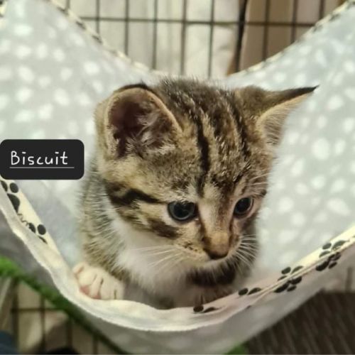 No photo for Biscuit