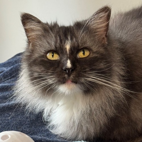 Mittens 