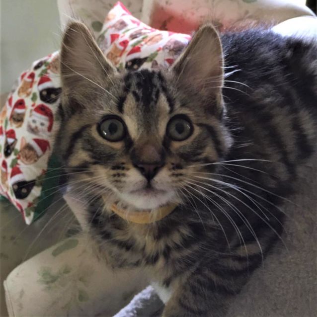 Photo of Kirby ^^Dandy Cat Rescue^^