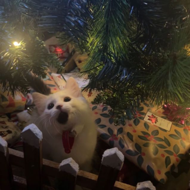 Temperance Female Domestic Medium Hair Cat in NSW PetRescue