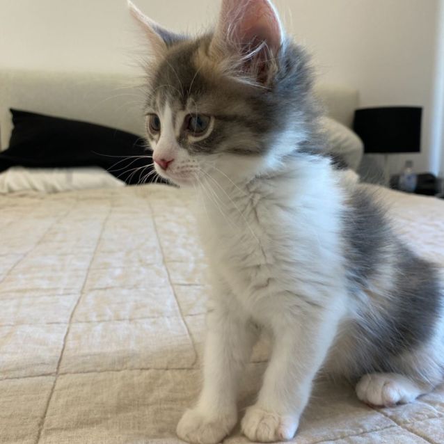Photo of Hopper