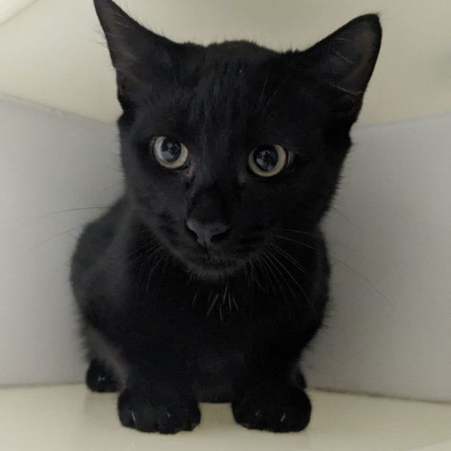 Photo of 🍝 Pussgetti F02799 🍝