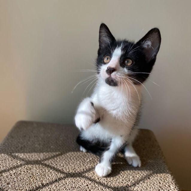 Photo of 🦇Mickey🦇