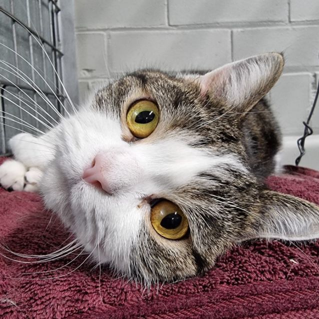 Photo of Pepper