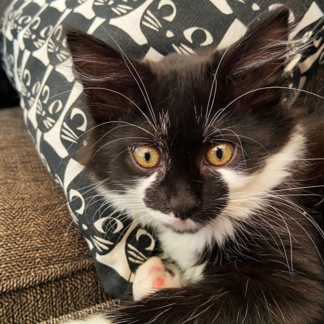 Photo of Miss Prissy ^^Dandy Cat Rescue^^