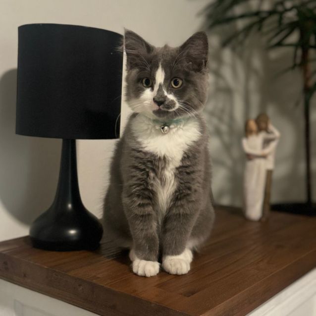 Photo of Koko