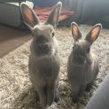 Photo of 🐰Peanut & Cashew🐰 (Located In Werribee South)