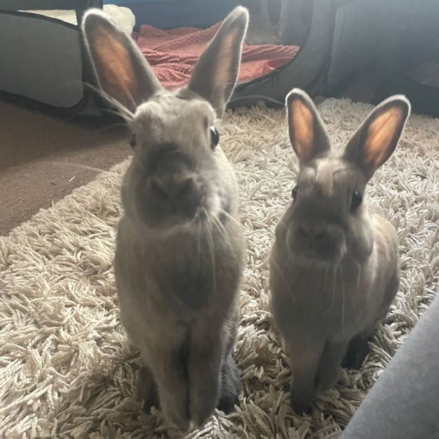 Photo of 🐰Peanut & Cashew🐰 (Located In Werribee South)