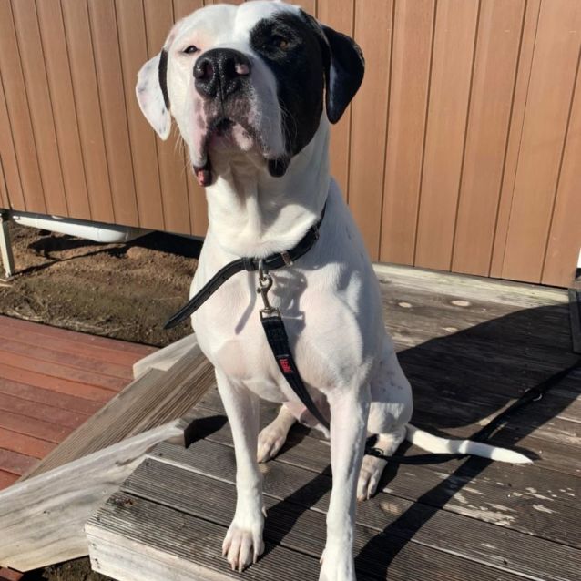 Photo of Duke (Located In Wantirna South)