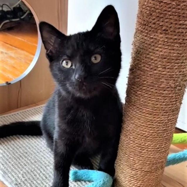 Photo of Bran ^Dandy Cat Rescue