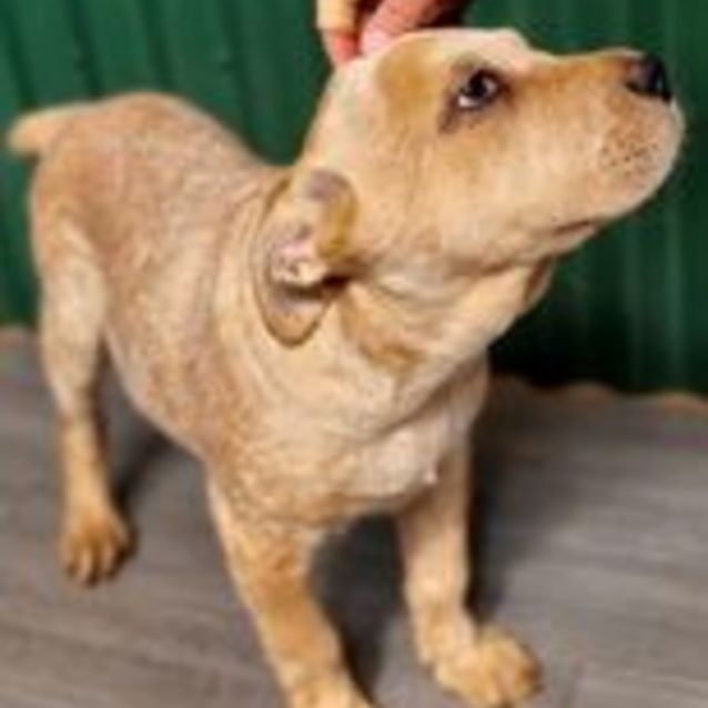 Photo of Barney