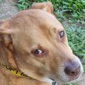 Photo of Bailey