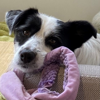 Medium Male Border Collie x Jack Russell Terrier Mix Dog