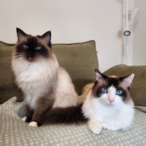 No photo for Arlo & Coco