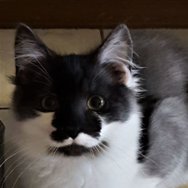 Photo of Remington ^Dandy Cat Rescue^