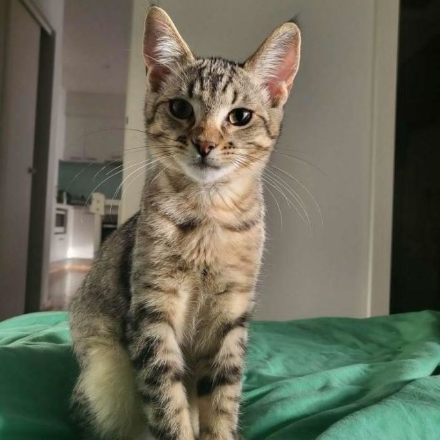 Photo of Linc 