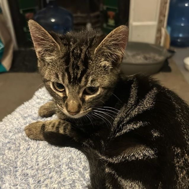 Photo of Henry   Located In Surrey Hills