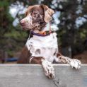 Photo of Bo