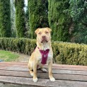 Photo of Dorito