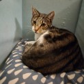 Photo of Hackett ** 2nd Chance Cat Rescue**