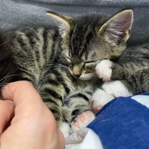 Tabby Bear **2nd Chance Cat Rescue**