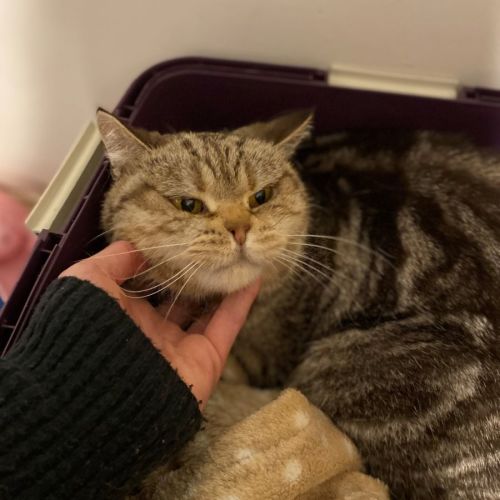 Odine **2nd Chance Cat Rescue**