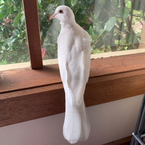 No photo for Diamond