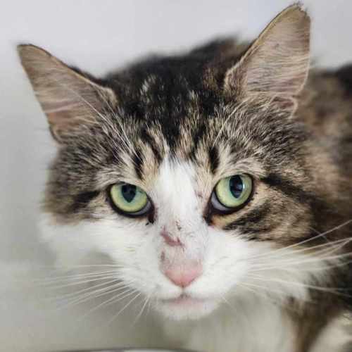 🥪 Leonard 5595 🥪